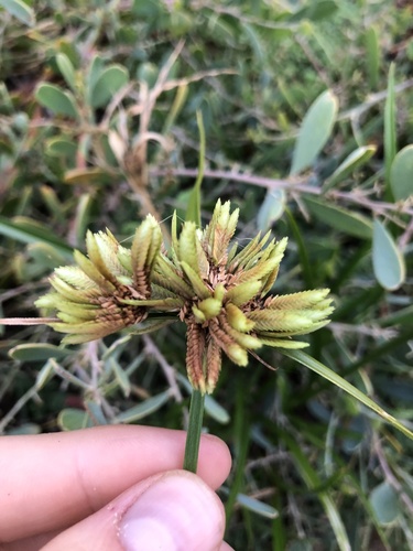 Cyperus eragrostis (tall flatsedge)
