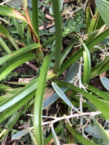 Cyperus eragrostis (tall flatsedge)