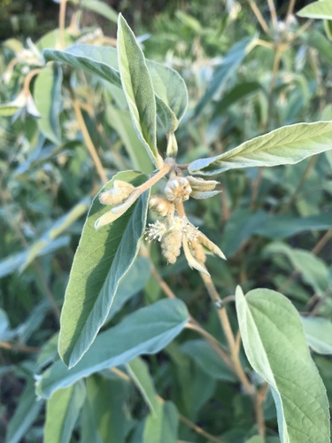 Croton lindheimeri (Lindheimer's Doveweed)