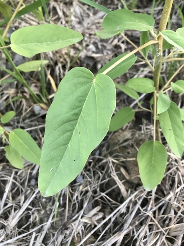 Croton lindheimeri (Lindheimer's Doveweed) (alternate view 2)