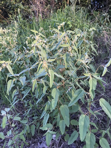 Croton lindheimeri (Lindheimer's Doveweed) (alternate view 4)