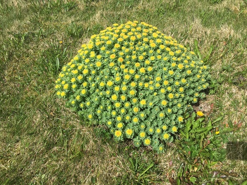 Rhodiola rosea (Roseroot)