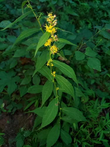 Solidago caesia (bluestem goldenrod)
