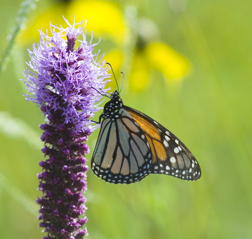 Liatris pycnostachya (prairie blazing star) (alternate view 6)