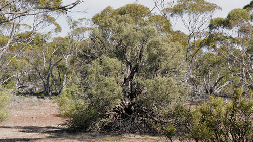 Melaleuca lanceolata (Moonah)