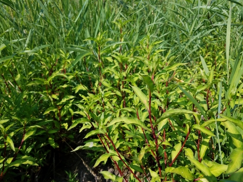 Persicaria hydropiper (waterpepper)