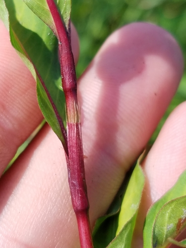 Persicaria hydropiper (waterpepper)