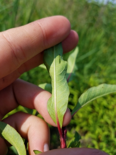 Persicaria hydropiper (waterpepper)