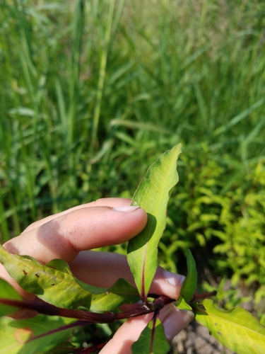 Persicaria hydropiper (waterpepper)
