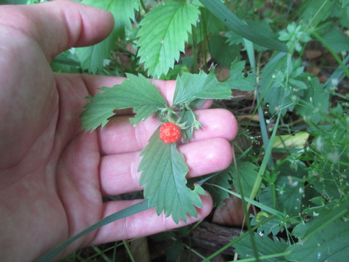 Fragaria virginiana (Mountain Strawberry) (alternate view 3)
