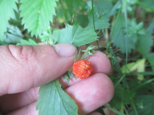 Fragaria virginiana (Mountain Strawberry) (alternate view 4)