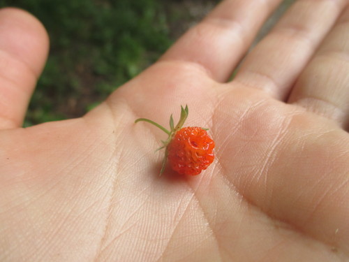 Fragaria virginiana (Mountain Strawberry) (alternate view 5)