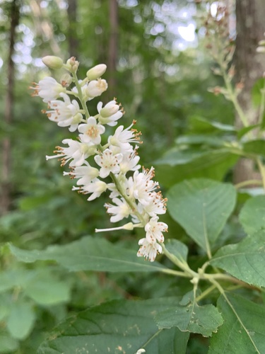 Clethra alnifolia (summersweet, sweet pepperbush)
