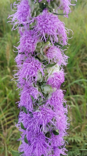 Liatris aspera (rough blazing star) (alternate view 2)
