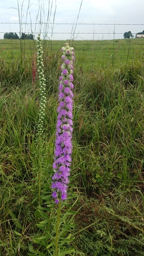 Liatris aspera (rough blazing star) (alternate view 3)