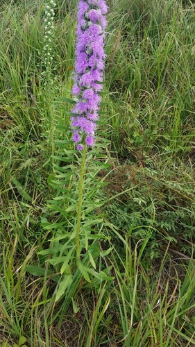 Liatris aspera (rough blazing star) (alternate view 4)
