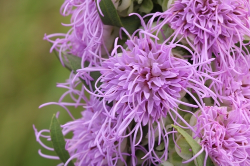 Liatris aspera (rough blazing star)