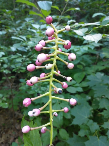 Actaea (baneberries and cohoshes)