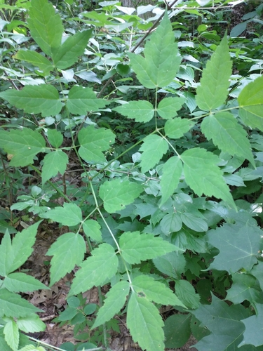 Actaea (baneberries and cohoshes) (alternate view 2)