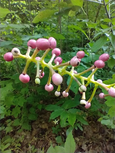Actaea (baneberries and cohoshes) (alternate view 3)