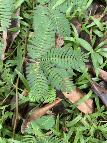 Mimosa pudica (Sensitive Plant)