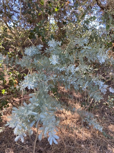 Acacia baileyana (Cootamundra wattle) (alternate view 3)
