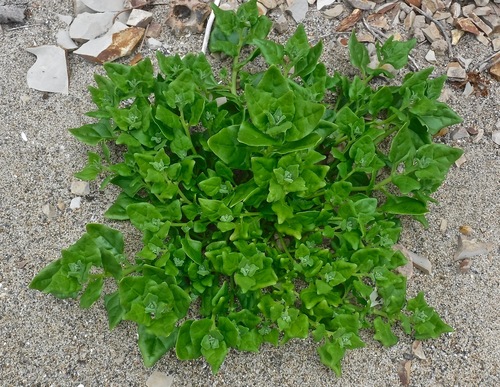 Tetragonia tetragonoides (New Zealand Spinach) (alternate view 4)