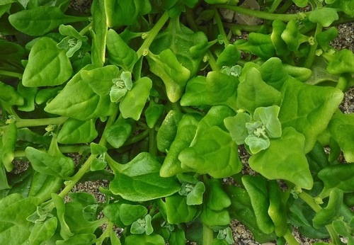 Tetragonia tetragonoides (New Zealand Spinach) (alternate view 5)