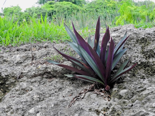 Tradescantia spathacea (Moses-in-the-Cradle)