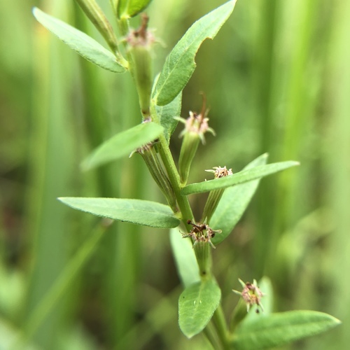 Lythrum alatum (Winged Loosestrife) (alternate view 2)