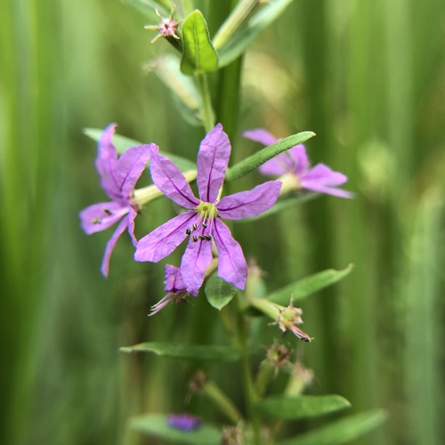 Lythrum alatum (Winged Loosestrife)