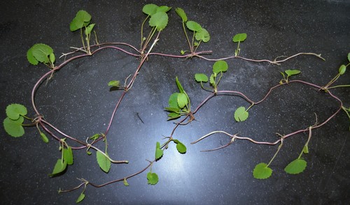 Centella (Pennywort) (alternate view 3)