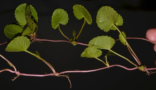 Centella (Pennywort) (alternate view 4)