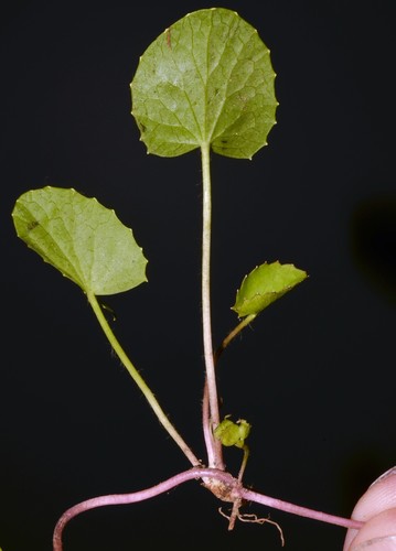 Centella (Pennywort) (alternate view 5)