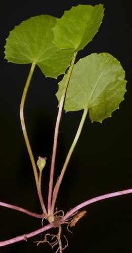 Centella (Pennywort) (alternate view 6)