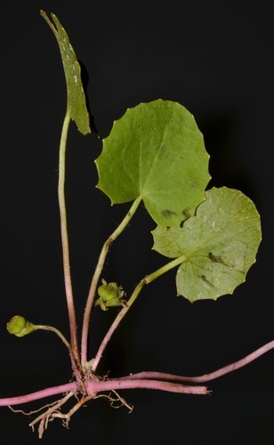 Centella (Pennywort) (alternate view 7)