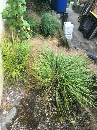 Anemanthele lessoniana (New Zealand Wind Grass) (alternate view 2)