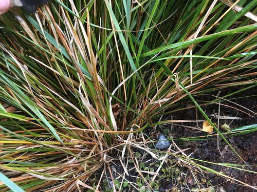 Anemanthele lessoniana (New Zealand Wind Grass) (alternate view 3)