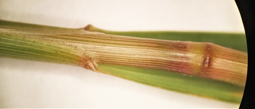 Anemanthele lessoniana (New Zealand Wind Grass) (alternate view 4)