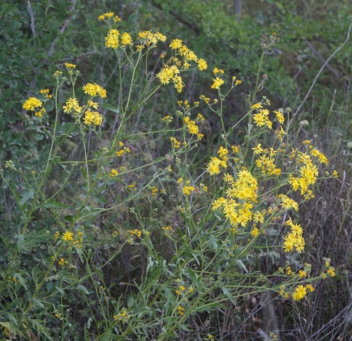 Jacobaea erucifolia (Hoary Ragwort)