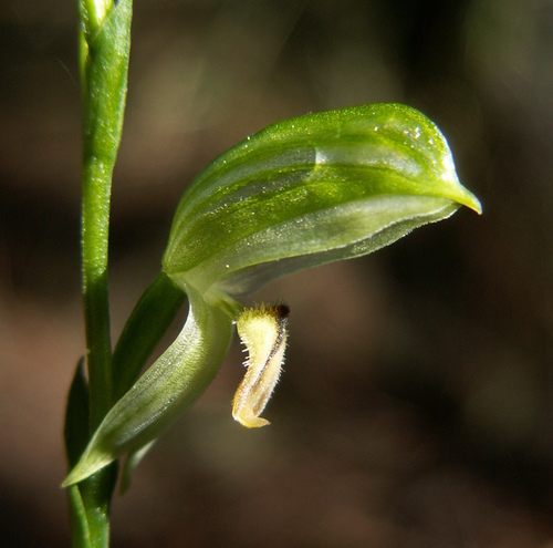 Pterostylis melagramma (tall greenhood) (alternate view 5)