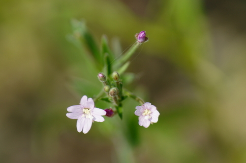 Epilobium ciliatum (common willowherb (native)) (alternate view 5)