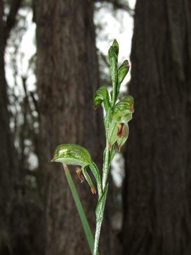 Pterostylis melagramma (tall greenhood) (alternate view 6)