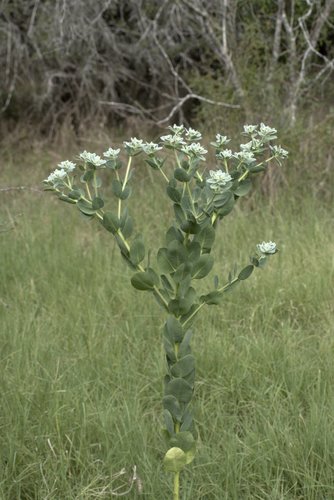 Euphorbia marginata (snow-on-the-mountain) (alternate view 2)