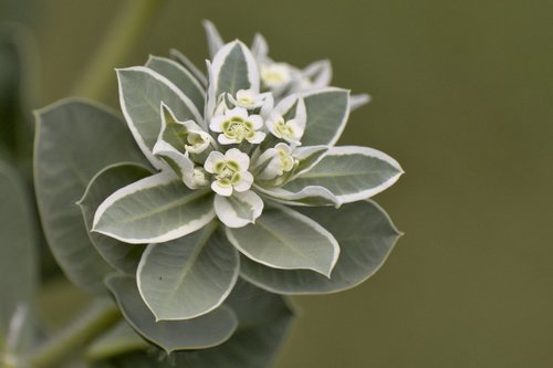 Euphorbia marginata (snow-on-the-mountain)