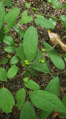 Lindera (spicebushes)