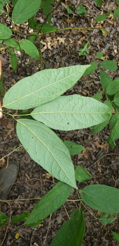 Lindera (spicebushes) (alternate view 2)