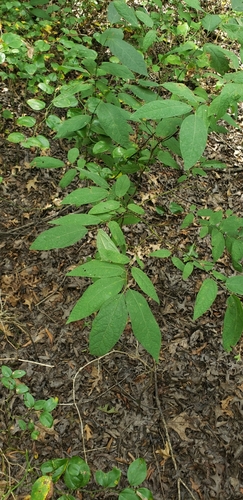Lindera (spicebushes) (alternate view 3)