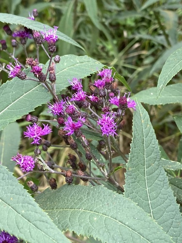 Vernonia missurica (Missouri Ironweed) (alternate view 9)