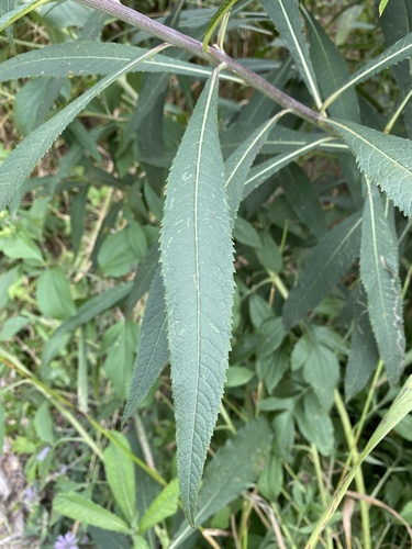 Vernonia missurica (Missouri Ironweed) (alternate view 10)